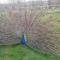 Frairie Du Divit