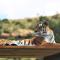 LIONSROCK Big Cat Sanctuary