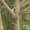 Ecovale Kijabe - 3 Bedroom House Kiambu Great Forest Views