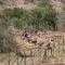 Barn Owl Lodge, Mjejane Game Reserve, Greater Kruger Park - Hectorspruit
