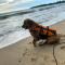Lippo Carita Beach Utara Condo Noah