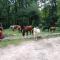 Arrowmont Stables & Cabins - Cullowhee