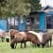 Counting Sheep Bed and Breakfast - Binda