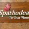 SPATHODEA