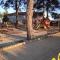 Les Oliviers de Camargue - 萨林德吉罗