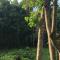 Kembali coast resort A-house style - Caliclic
