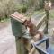 Red Squirrel Haven