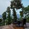 The Apricity Bhimtal