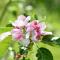 Appartementen Chaamse Bossen met tuin