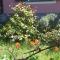 Le Ginestre