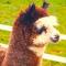 Ffos Wilkin Glamping & Alpacas - Kidwelly