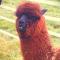 Ffos Wilkin Glamping & Alpacas - Kidwelly