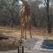 4609 Ratel - Marloth Park
