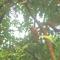 Pearls Homestay Matale