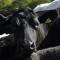 The Calf Shed at Broxhall Farm - Кентербери