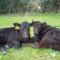The Calf Shed at Broxhall Farm - Canterbury