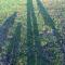 Bowhayes Farm - Camping & Glamping - Bell Tents - Cider Orchard
