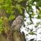 Little Owl Barn - Upton Snodsbury