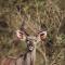 Oase by 7 Star Lodges - Greater Kruger Private 530ha Reserve