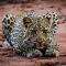 Pelican's Nest Holiday Home St Lucia