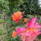 Elpis Guest House