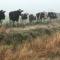 The Muddy Duck