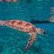 Zoe's villa by Turtle Bay