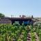 Tenuta di Castellaro Winery & Resort - Lipari
