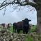 Counting Sheep - Great Longstone