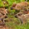 Forest Family 6 persoons op 5 sterren park