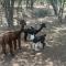 Luxury Yurt, Alpacas and llamas near Downtown Wimberley and Wineries - ويمبيرلي