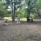 Luxury Yurt, Alpacas and llamas near Downtown Wimberley and Wineries - ويمبيرلي