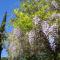 15th Century Catalan Farmhouse with pool - Arles-sur-Tech