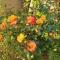 Westernghats Homestay