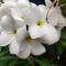 Westernghats Homestay
