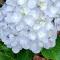 Westernghats Homestay