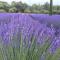 Lovely views in secret Provence