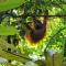 Asim Paris Guesthouse & jungle trekking - 武吉拉旺