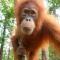 Asim Paris Guesthouse & jungle trekking - 武吉拉旺