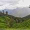 Nest Mountain Munnar