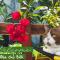 Thien Phu Homestay and Coffee - Mang Den