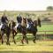 Naftali Guest Farm