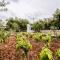 Tsantri Olive Grove residence