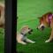 iGo Glamz 爱狗露营 Pet Friendly Glamping
