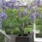 Leura Country Cottage