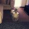 The Don Apt, Greenstone