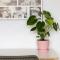 Boho Chic Apartment Stellenbosch