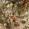 Hangover Hostels Arugam Bay