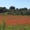 Mas provençal de charme au milieu des oliviers -Piscine-Clim - Boisseron