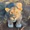 Simba Safaris African Pride Exotic Lodge - Lephalale